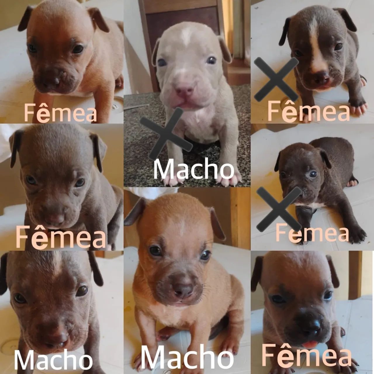 P.i.t .b - Foto 2