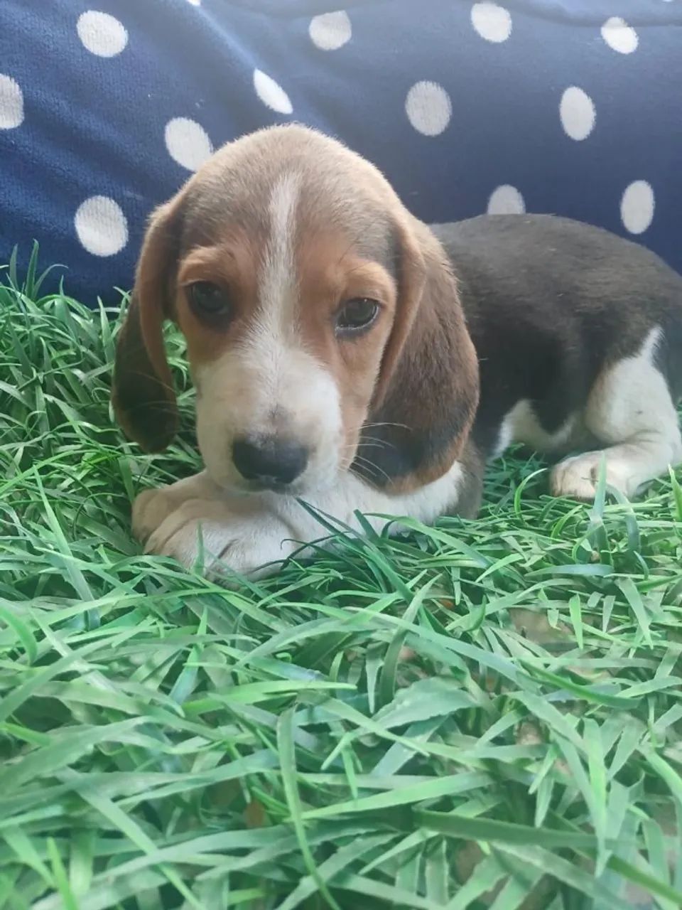BEAGLE 