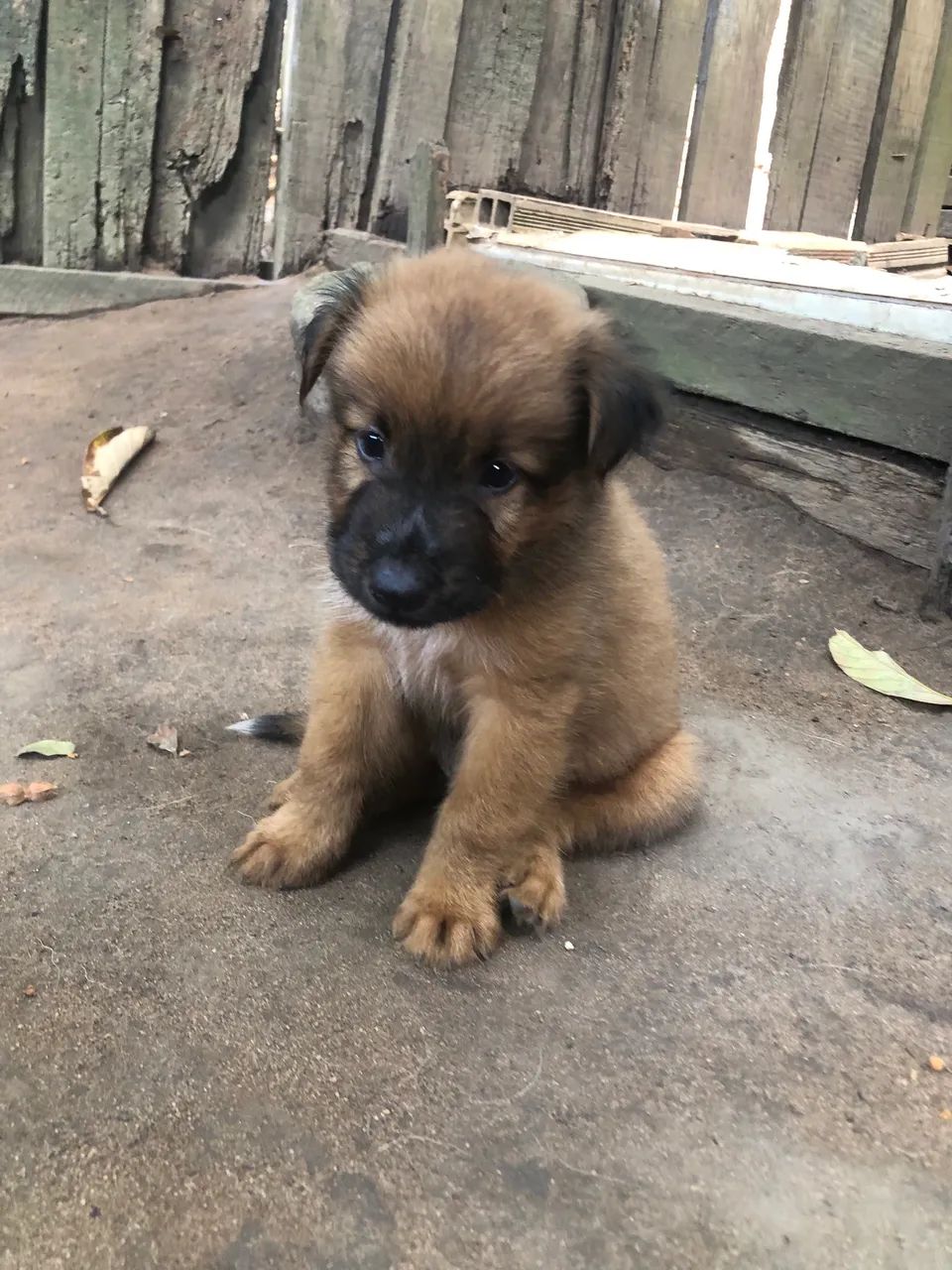 chow-chow - Foto 2