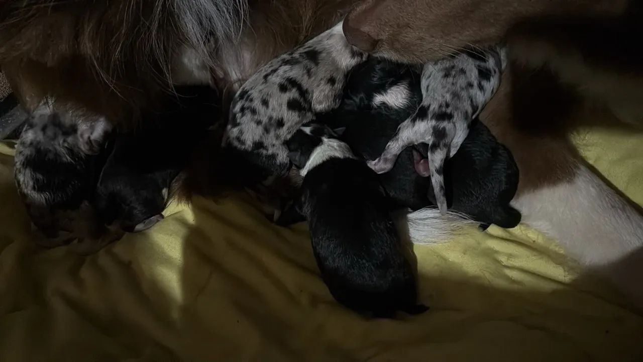 Border collie  - Foto 2