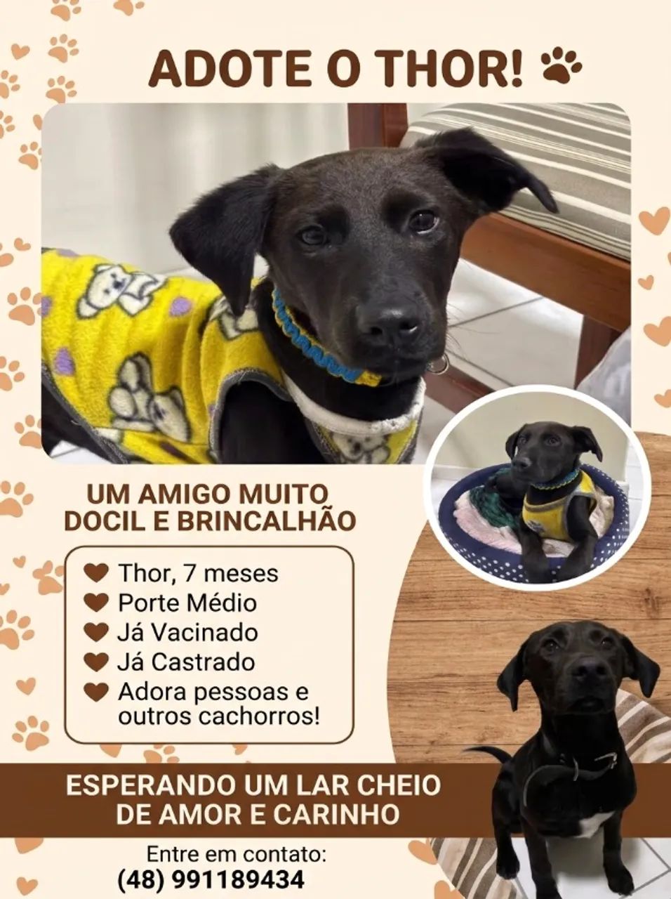 Adoação do Thor 