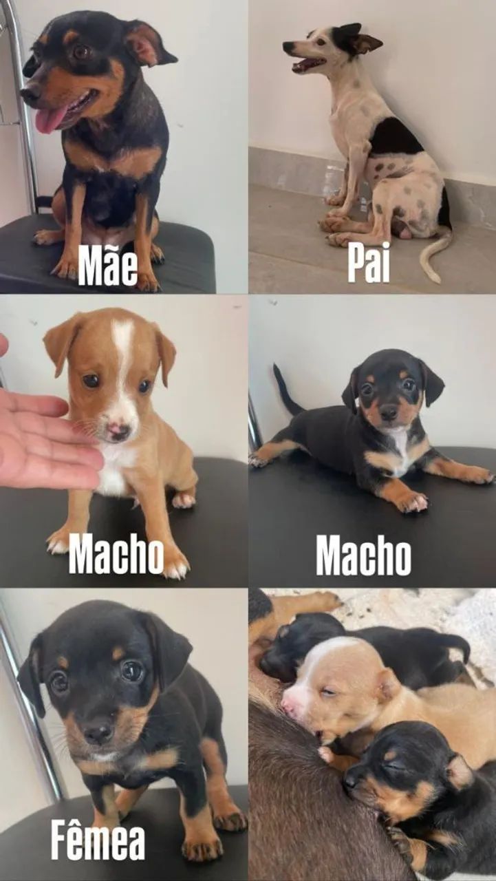 Cachorro 