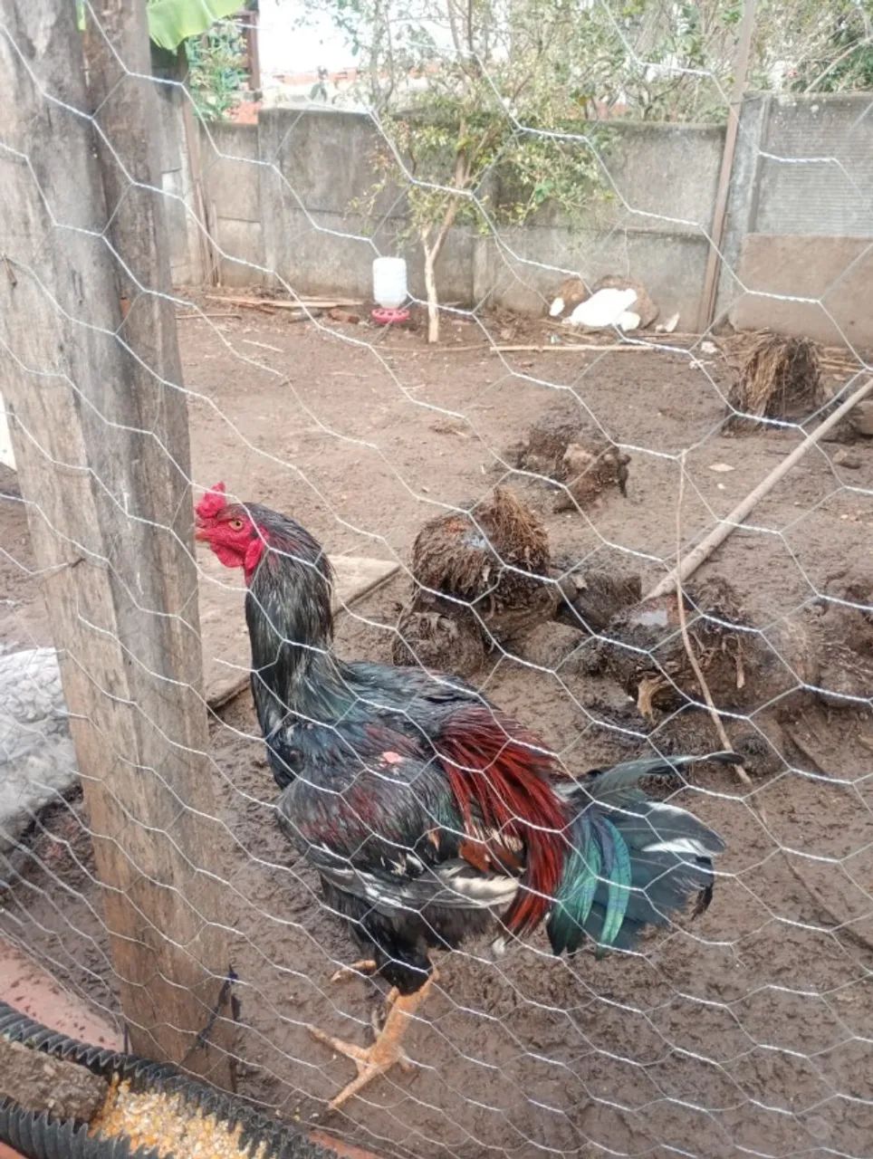 Animais  - Foto 4