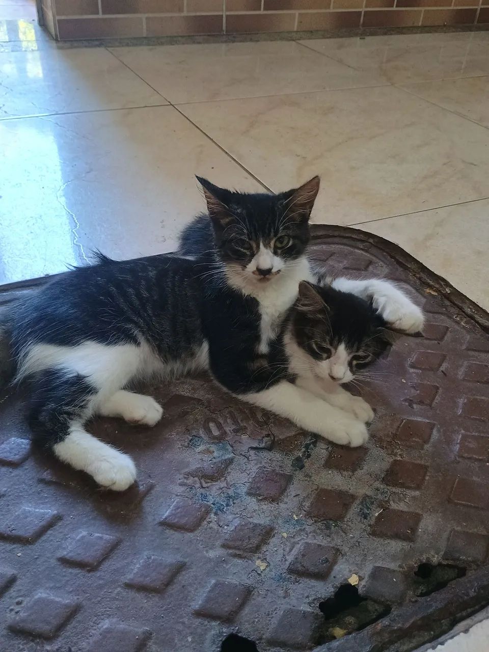 Gatinho macho  - Foto 3