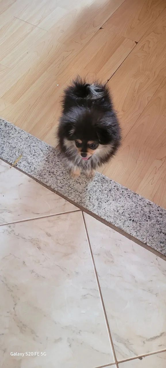 Cachorro  lulu da pomerania  - Foto 4