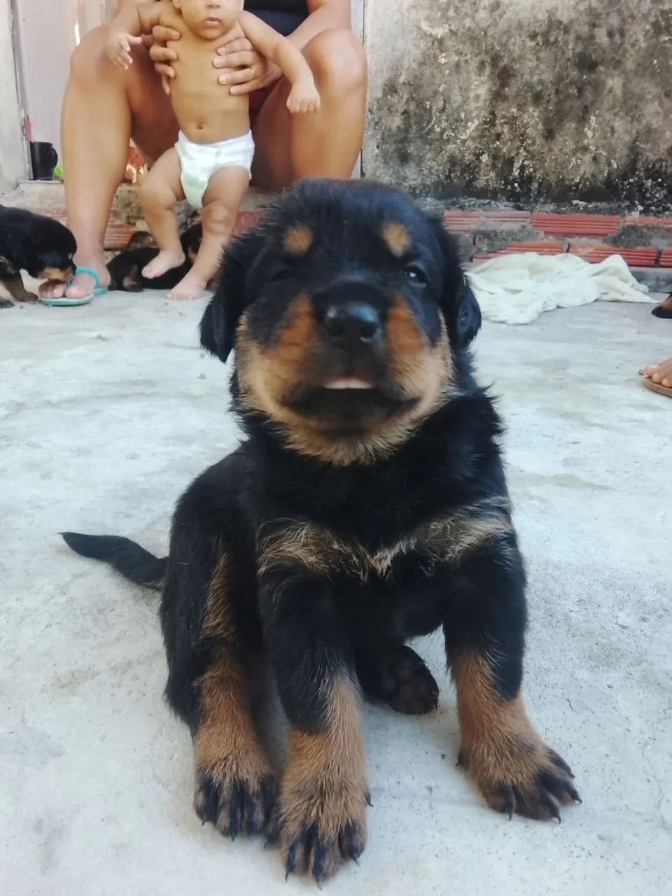 Filhote de rottweiler