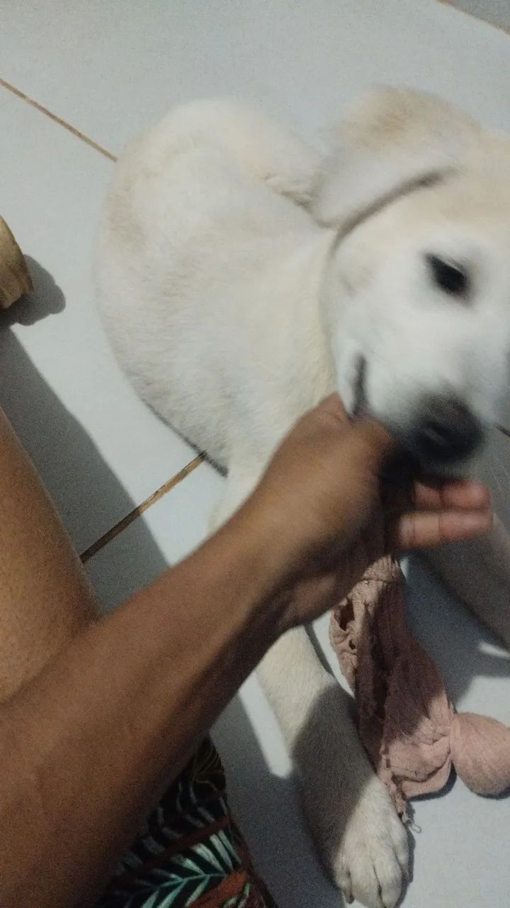 Husky siberiano. - Foto 2