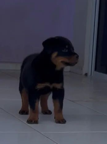 Rottweiler  - Foto 3