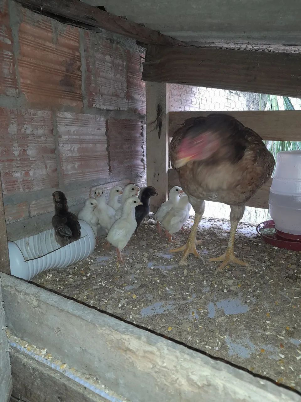Vendo pintinhos ingl ês  - Foto 2