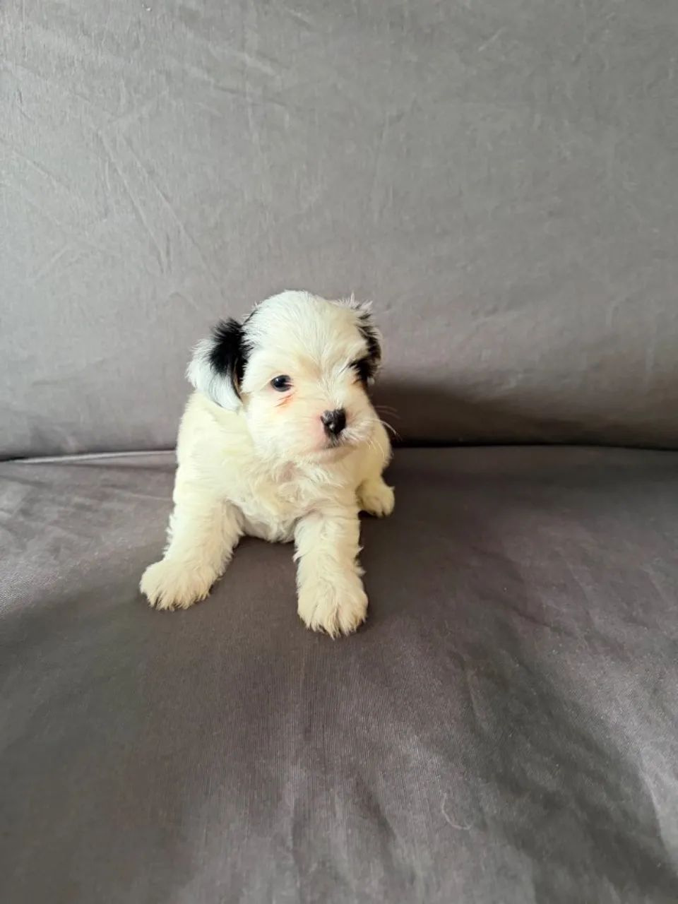 BIEWER TERRIER - Foto 4