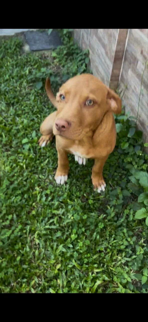 Pitt monster  - Foto 4