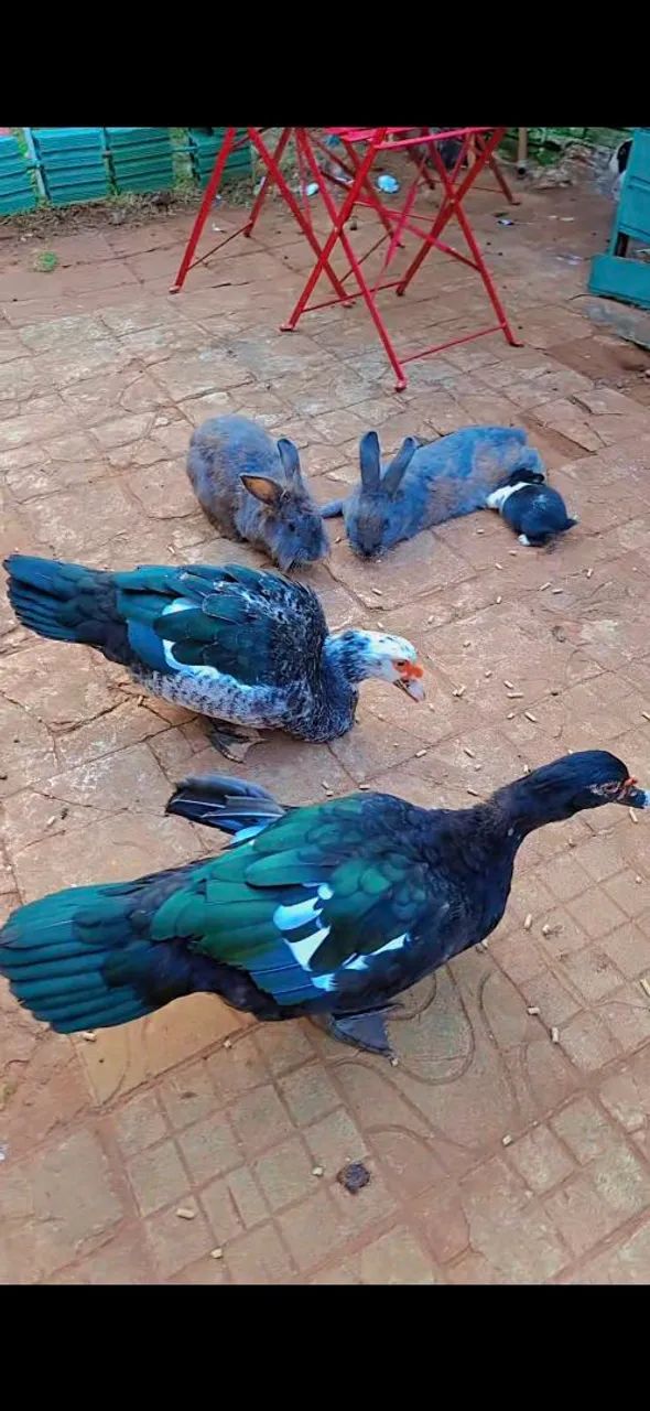 Patos - Foto 4