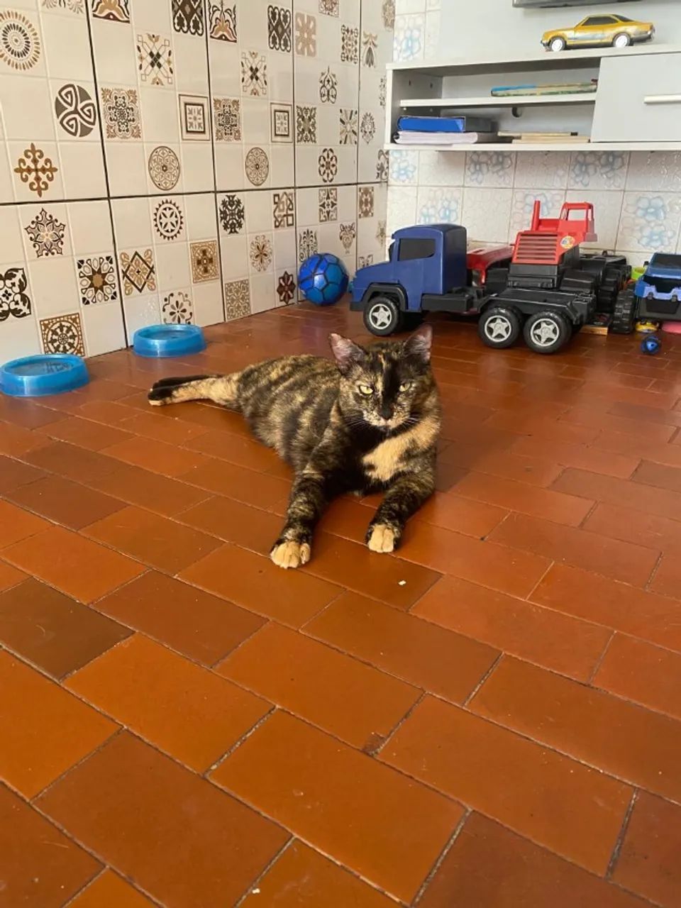 Adote um gatinho - Foto 4