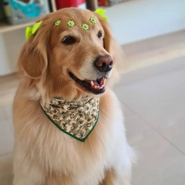 Bandanas Pet para Banho e Tosa Grooming  - Unidade ou Quantidade - Foto 6