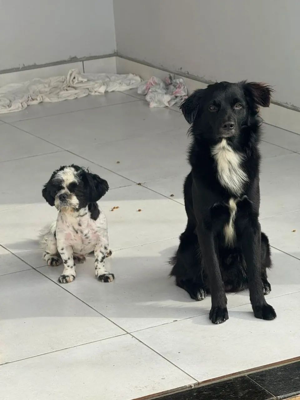 Adoção cachorro 