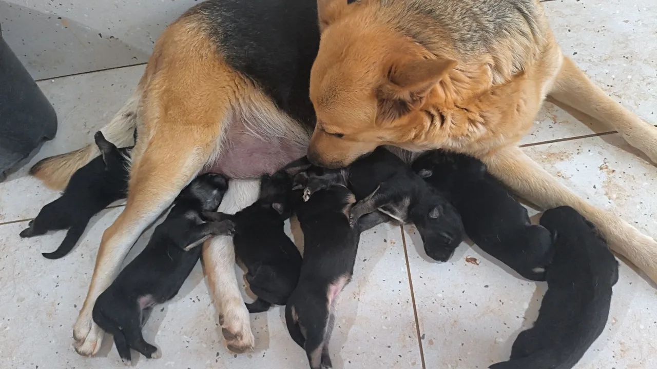 Cachorros pastor alemão  - Foto 5