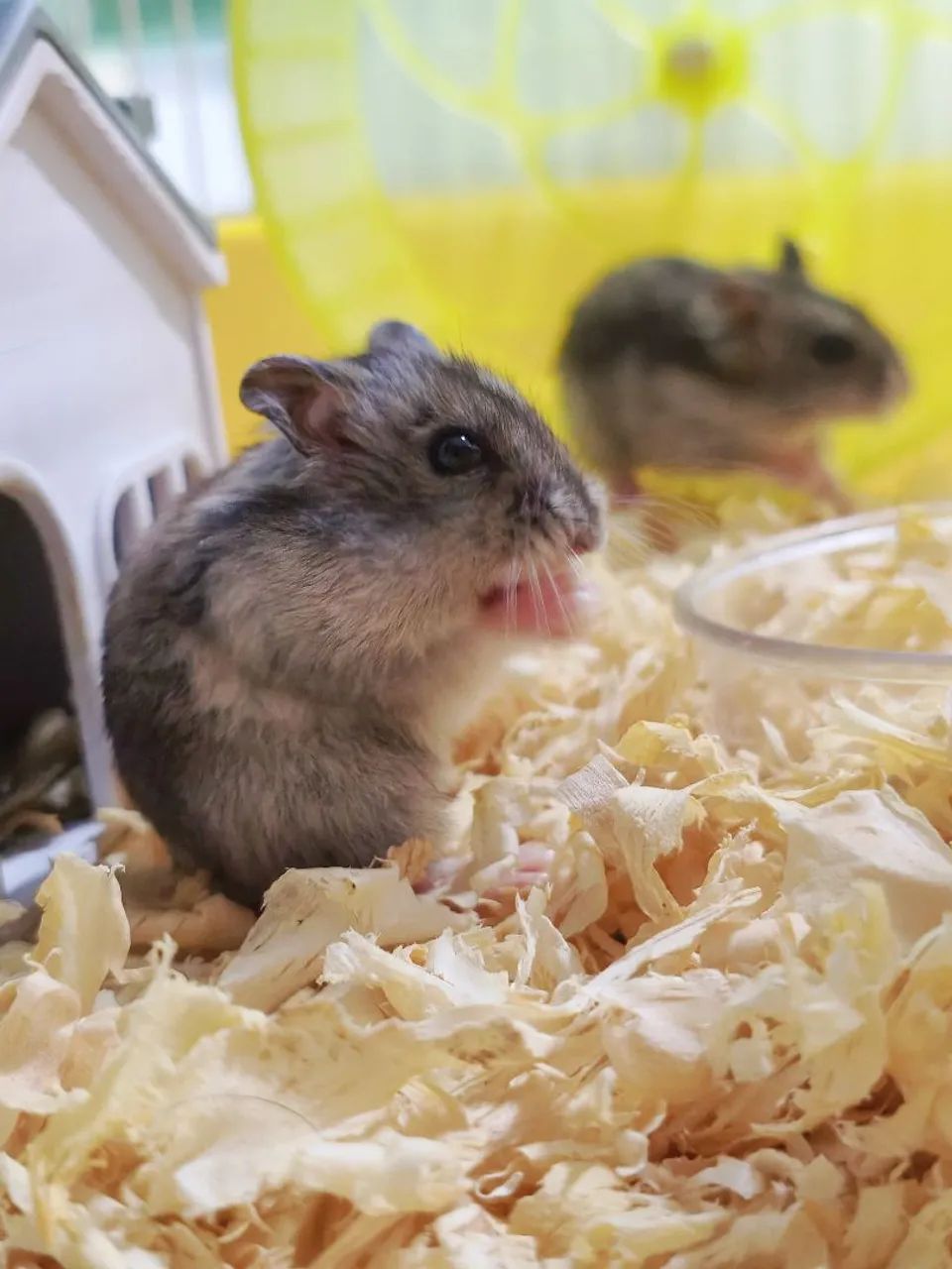 Hamster doação filhote anão russo