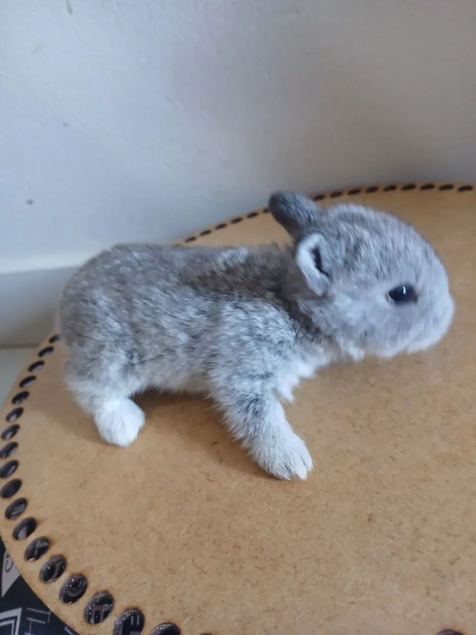 Mini coelho netherland - Foto 4