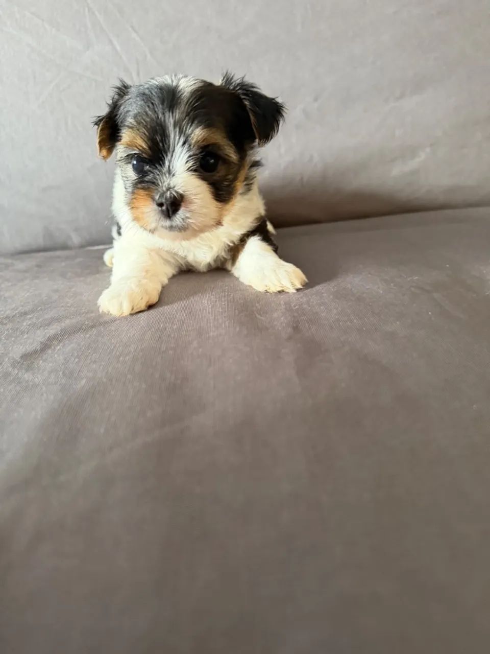 BIEWER TERRIER - Foto 2