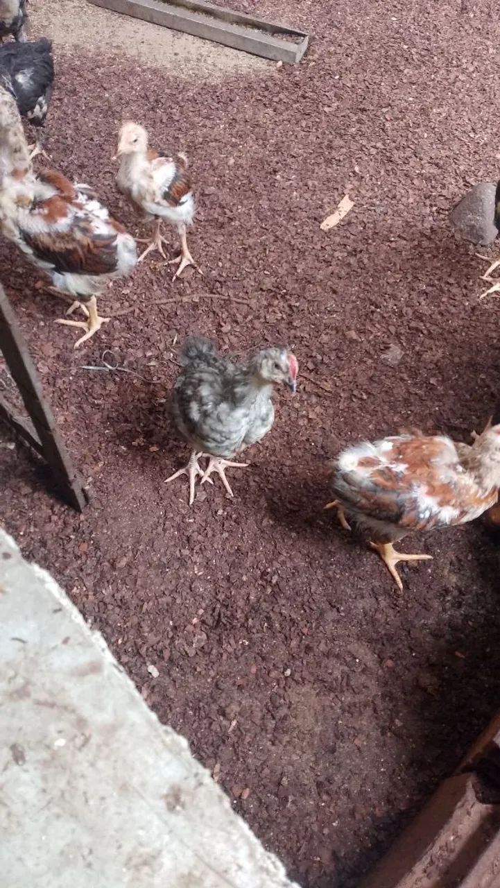 Frango Gsb