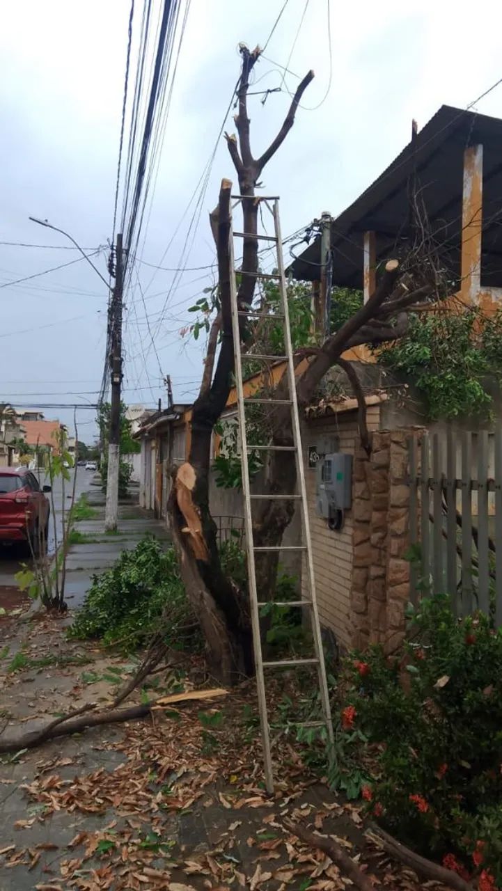 Corte e podas de árvores  - Foto 4