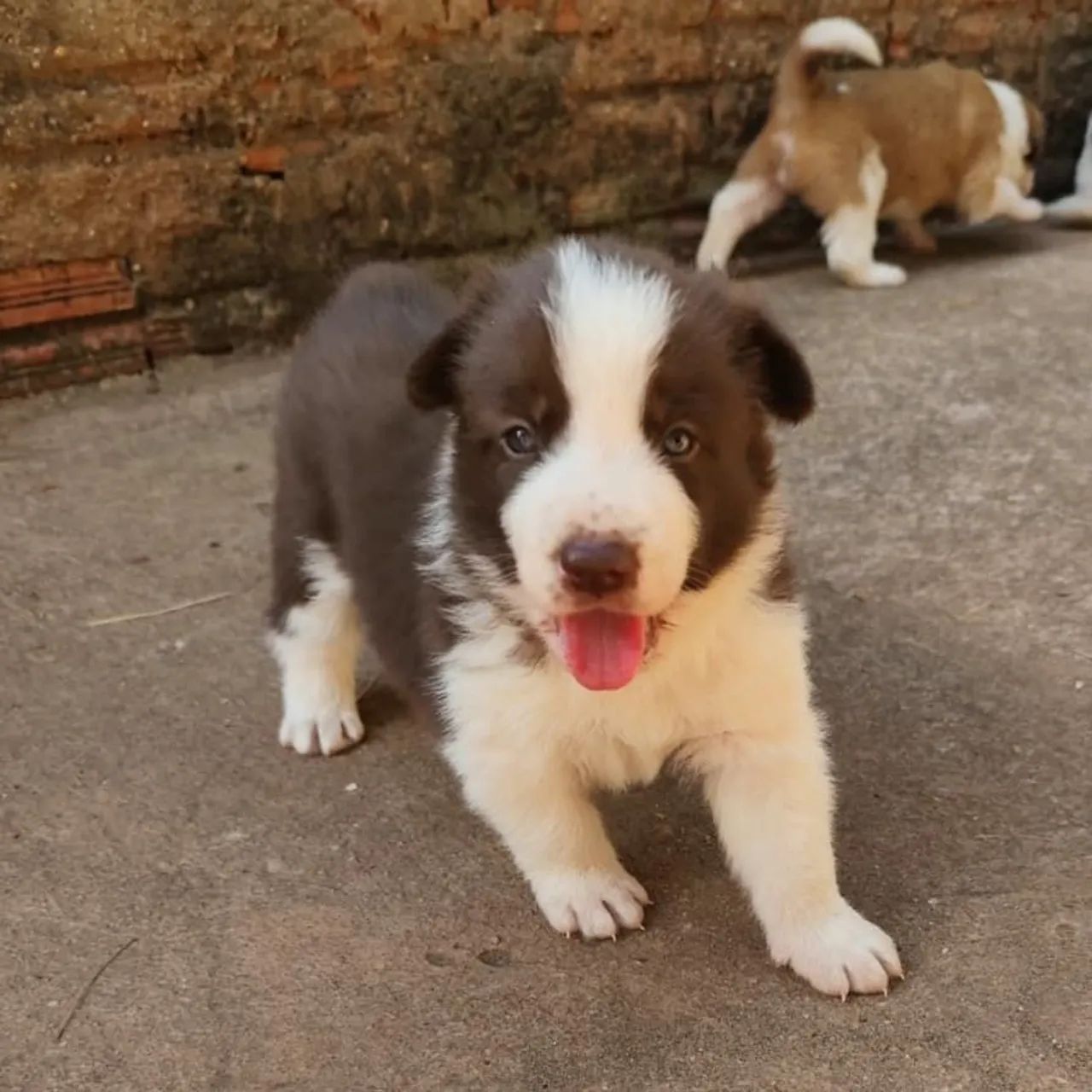 Border collie MACHO - Foto 4