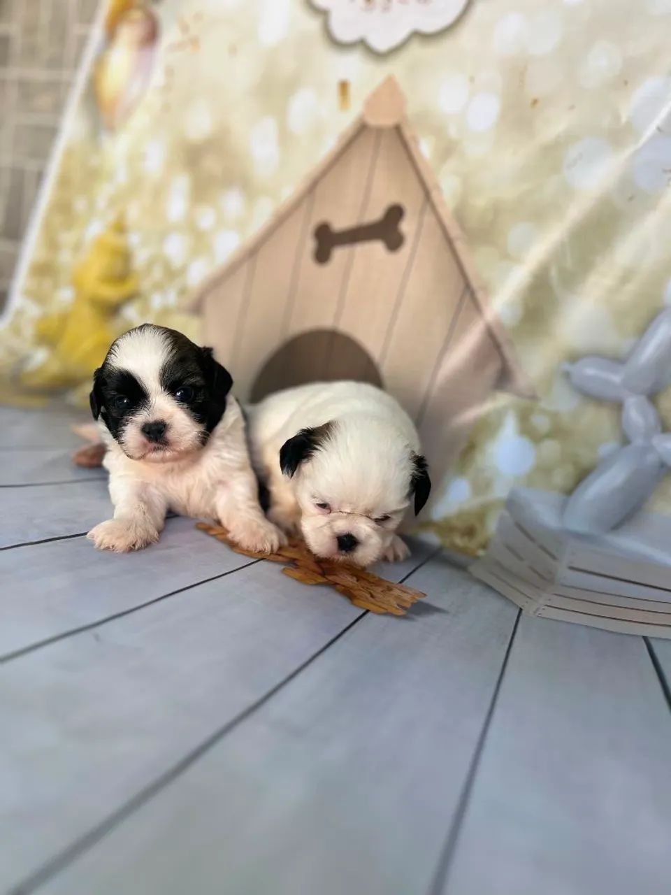 Shih Tzu - Foto 3