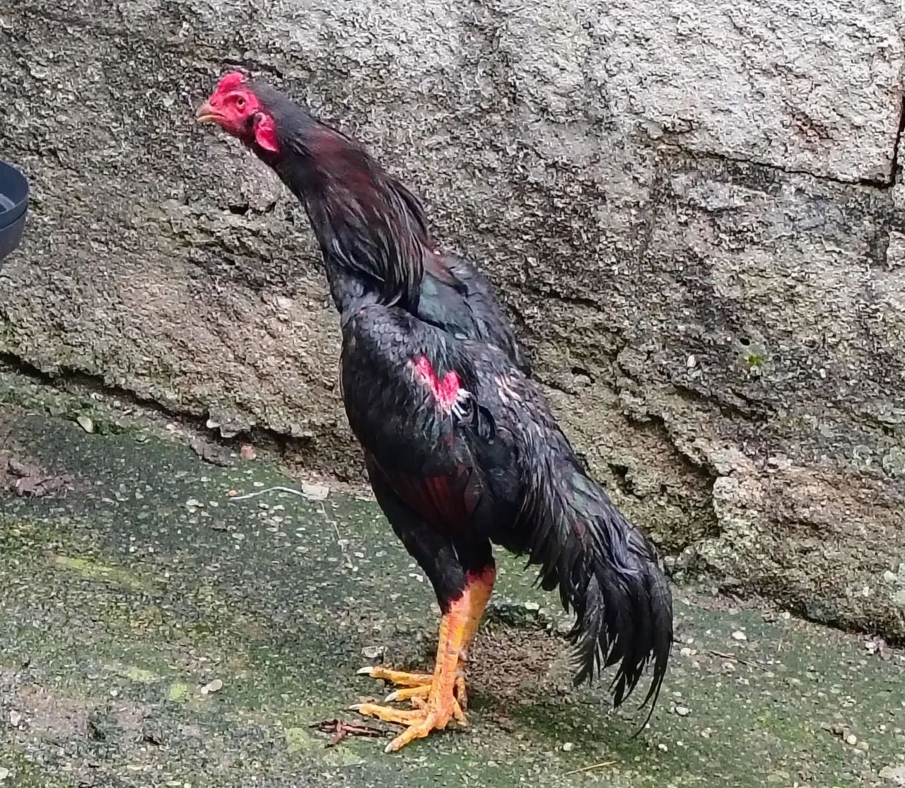 Galo índio 