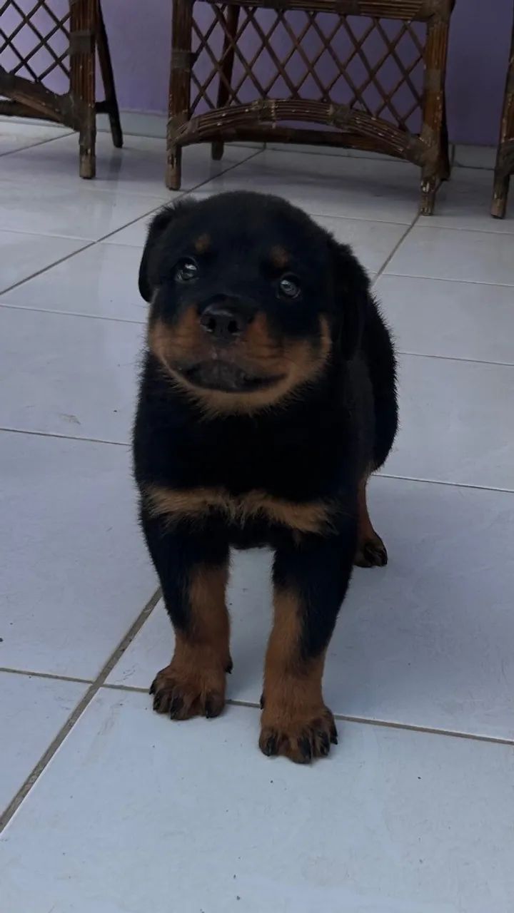 Rottweiler 
