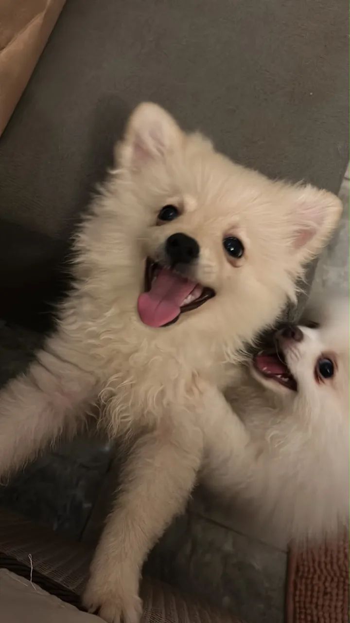 Cachorro  - Foto 3