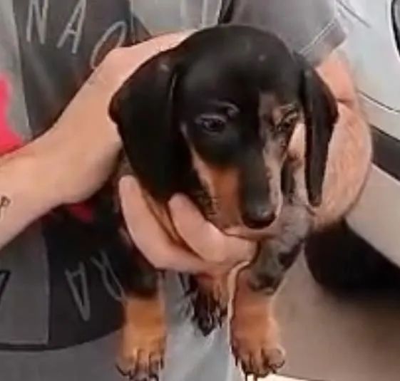 Basset teckel com muito charme 