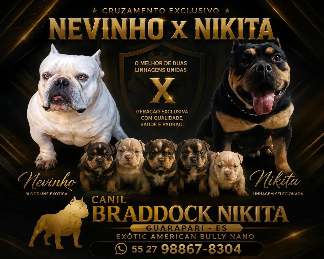 Exótic American Bully Nano  - Foto 3