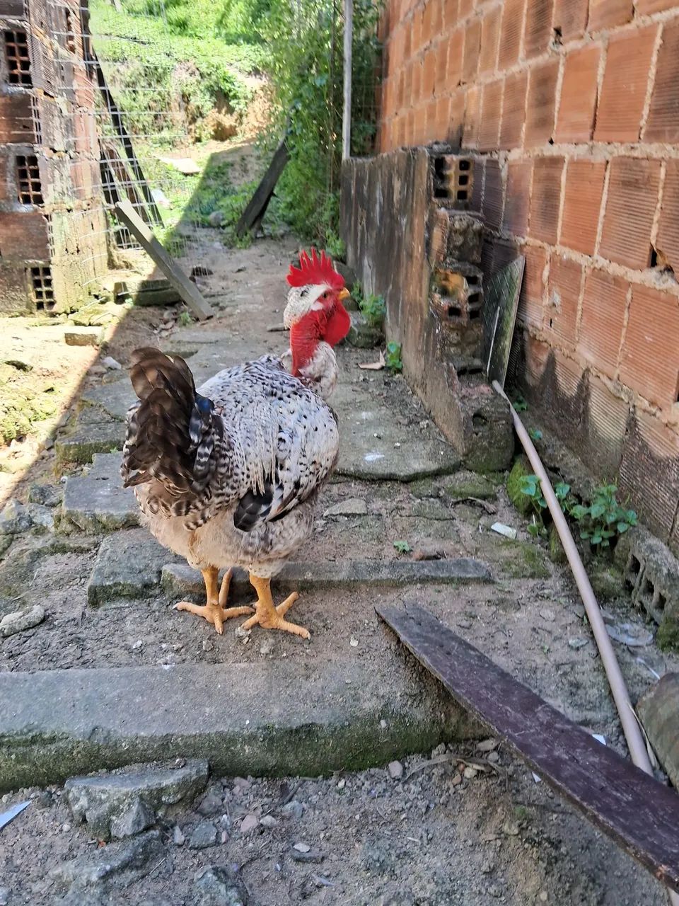Vendo esse frango polaco 150 - Foto 4