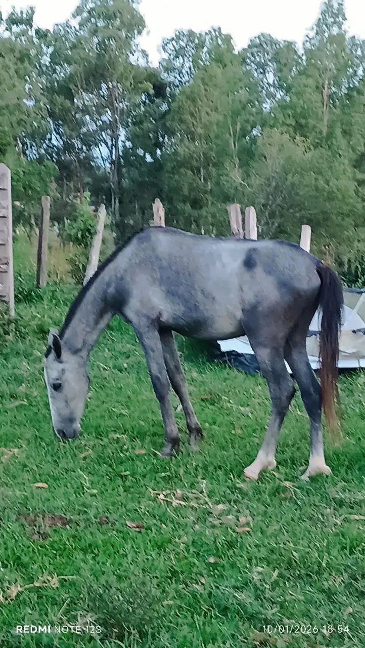 Cavalinho inteiro  - Foto 4