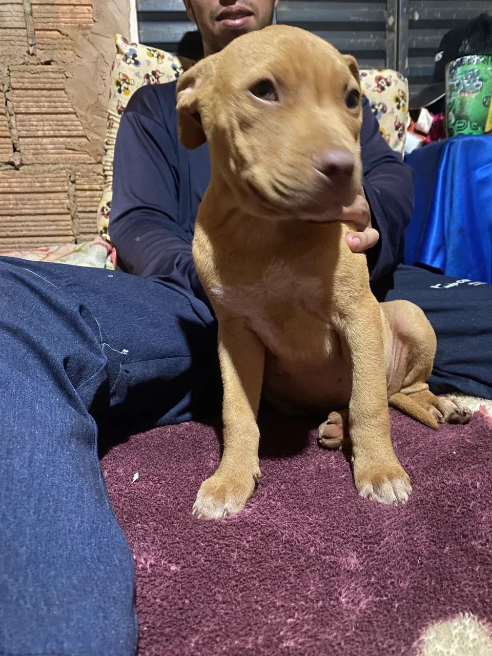 Pet - Foto 2