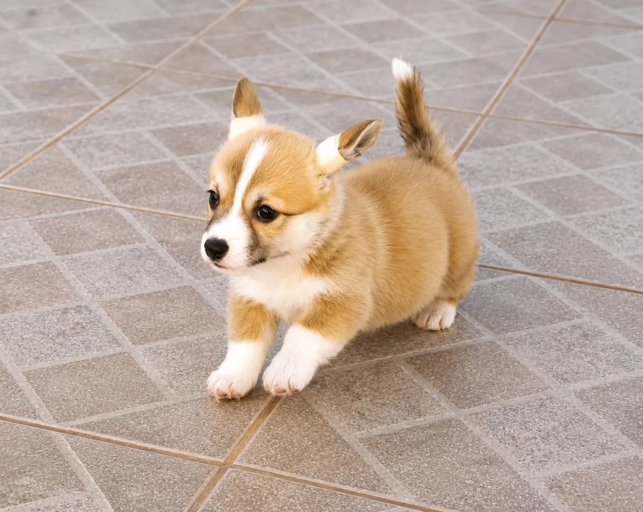 NINHADA DISPONÍVEL | CORGI  - Foto 3