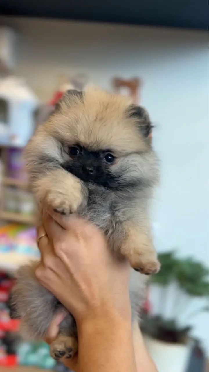 Spitz alemao anao  - Foto 6