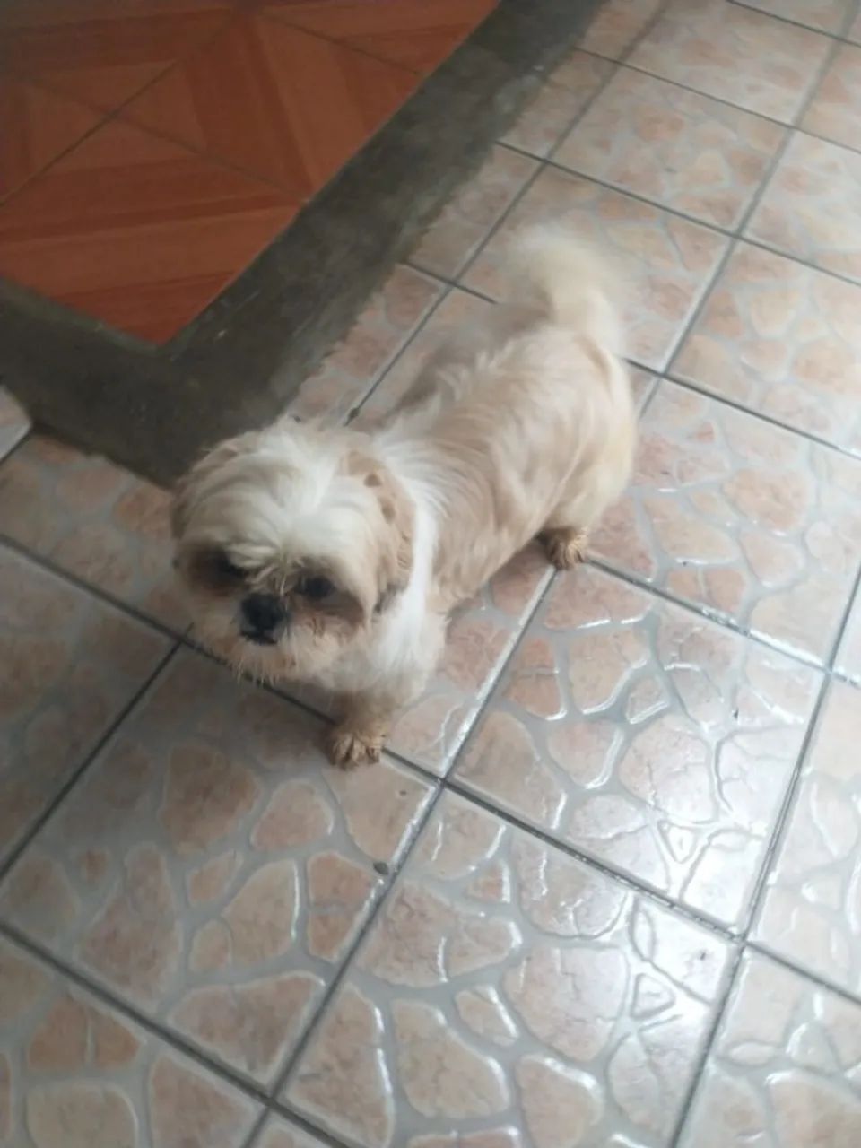 Shitzu  - Foto 3