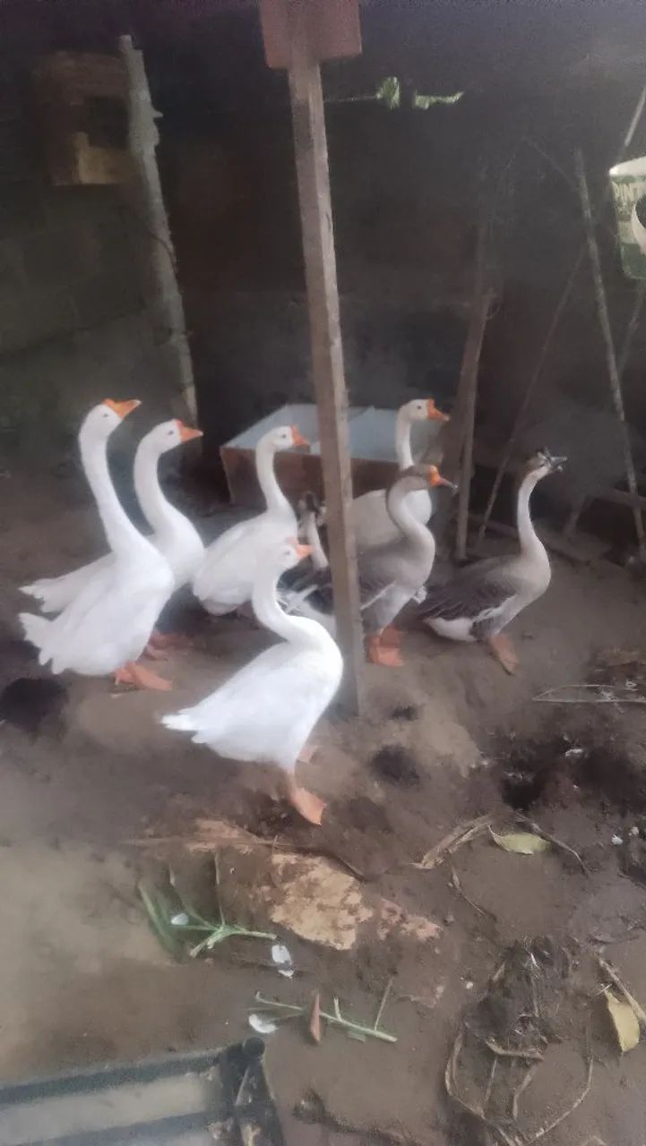 Faça já a sua encomenda de filhotes de ganso - Foto 5