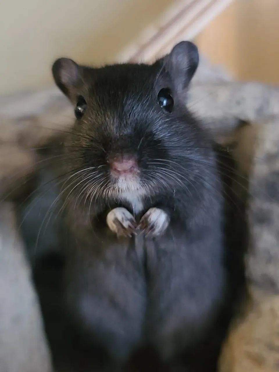 Gerbil 