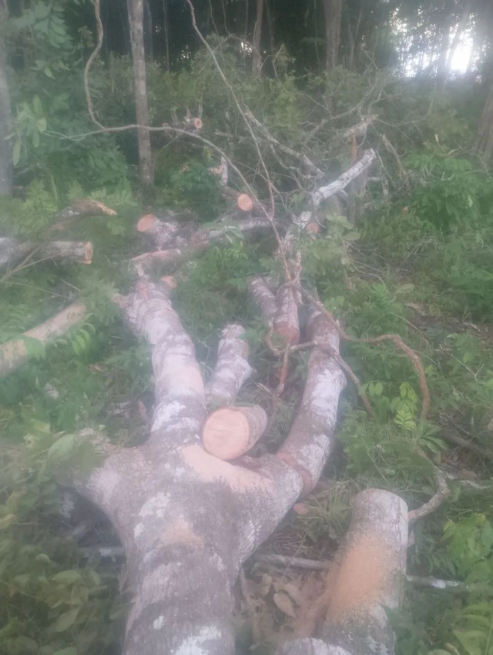 Trabalho com Corte e polda de árvore com moto serra - Foto 2