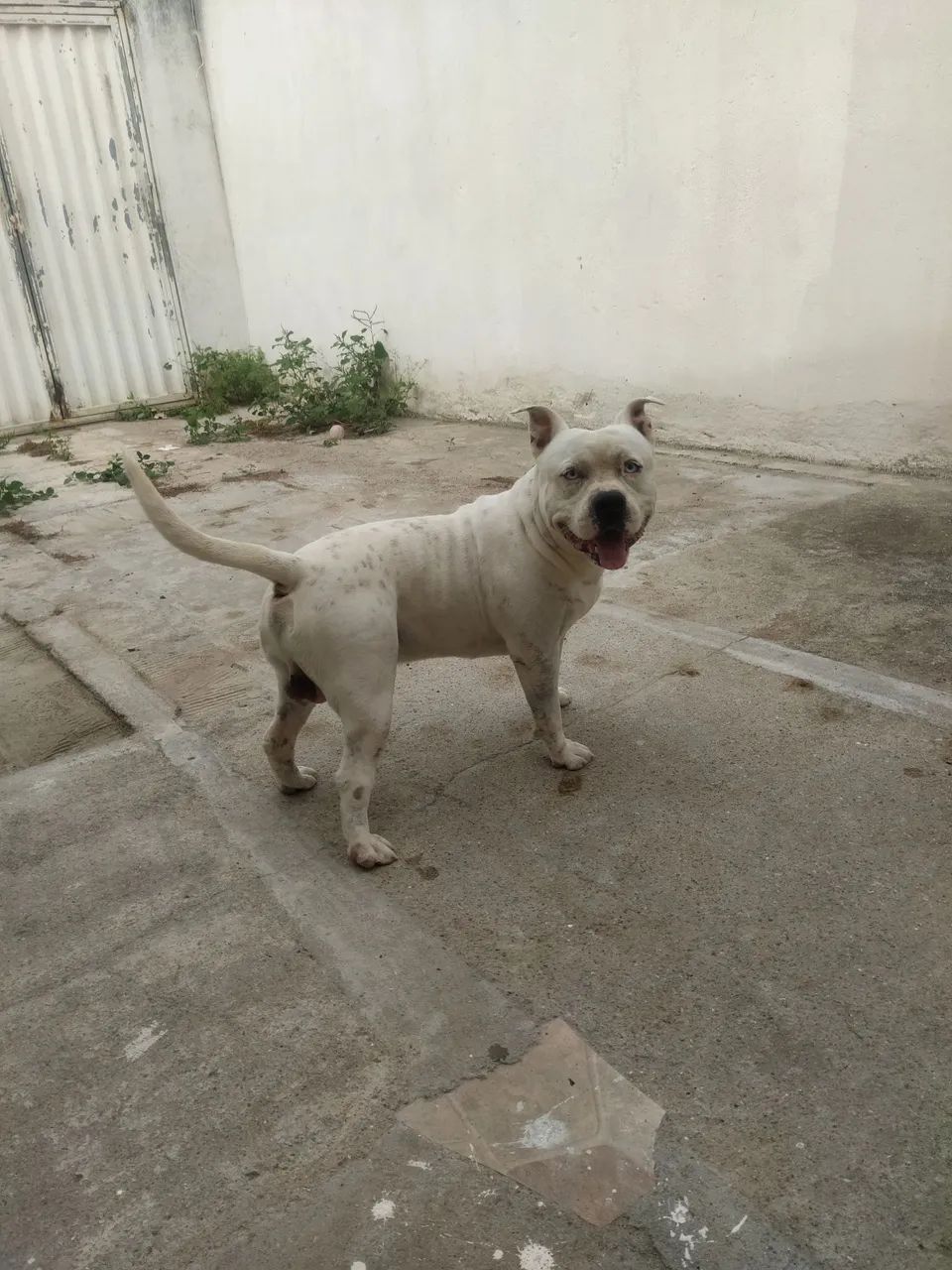 Pitbull 