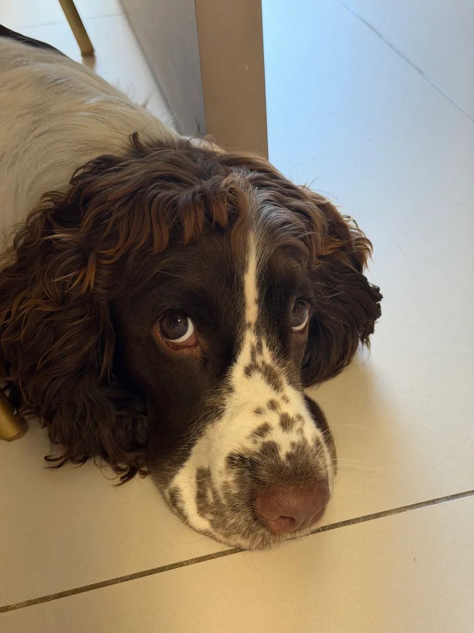 Cocker Spaniel procura namorada 