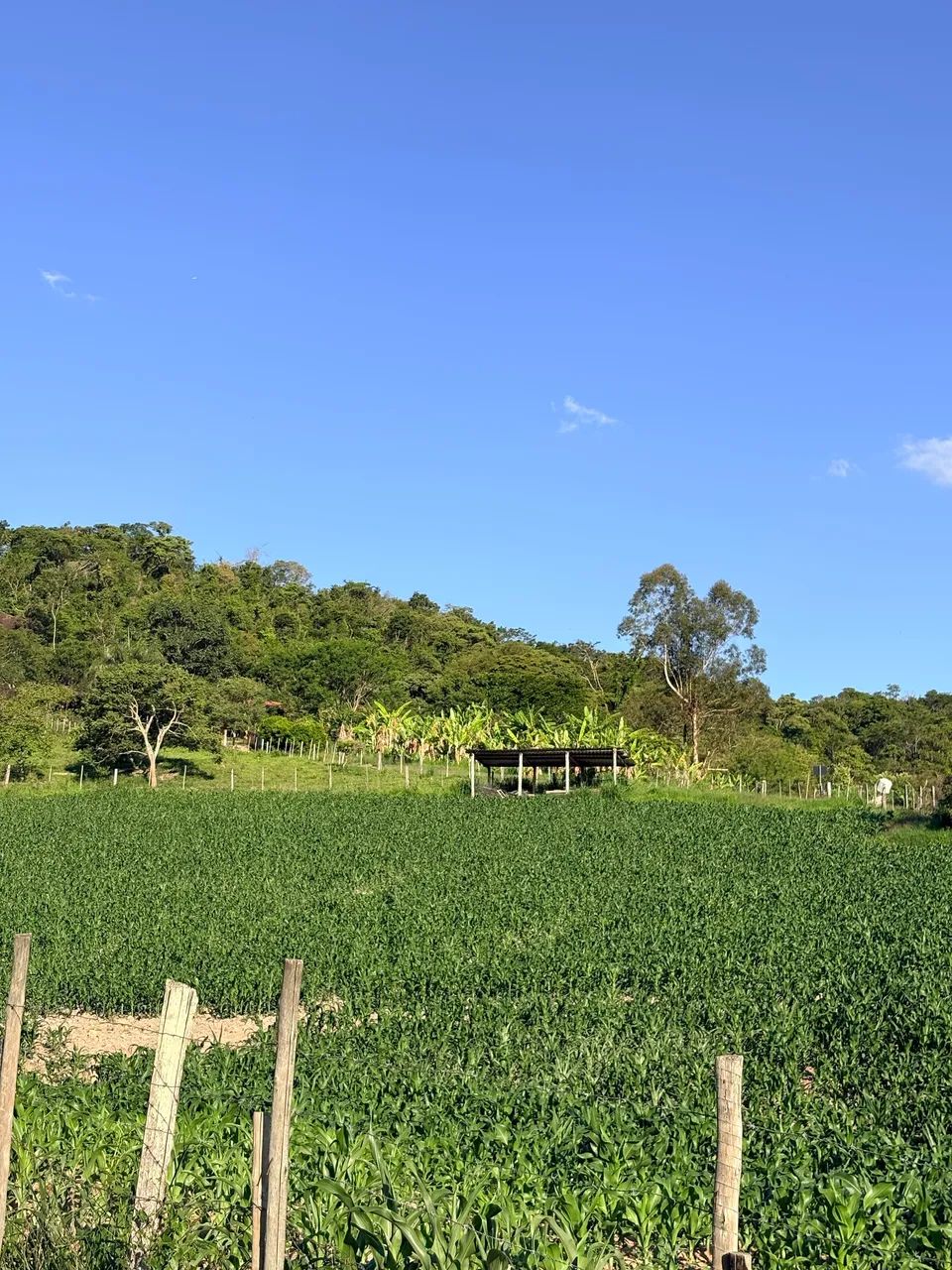Sítio a venda  - Foto 4