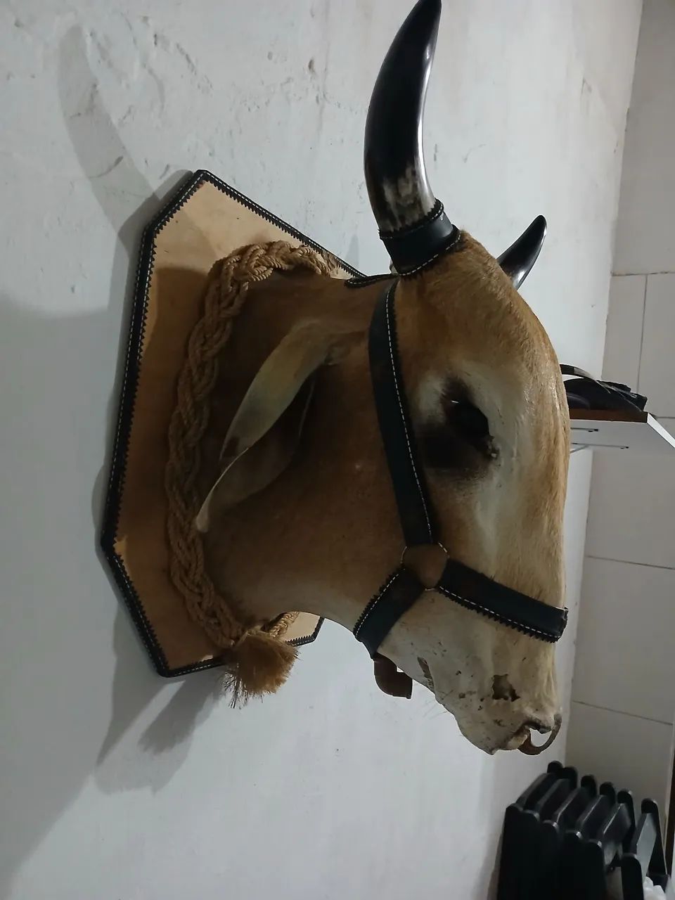 Cabeça de Boi  - Foto 2