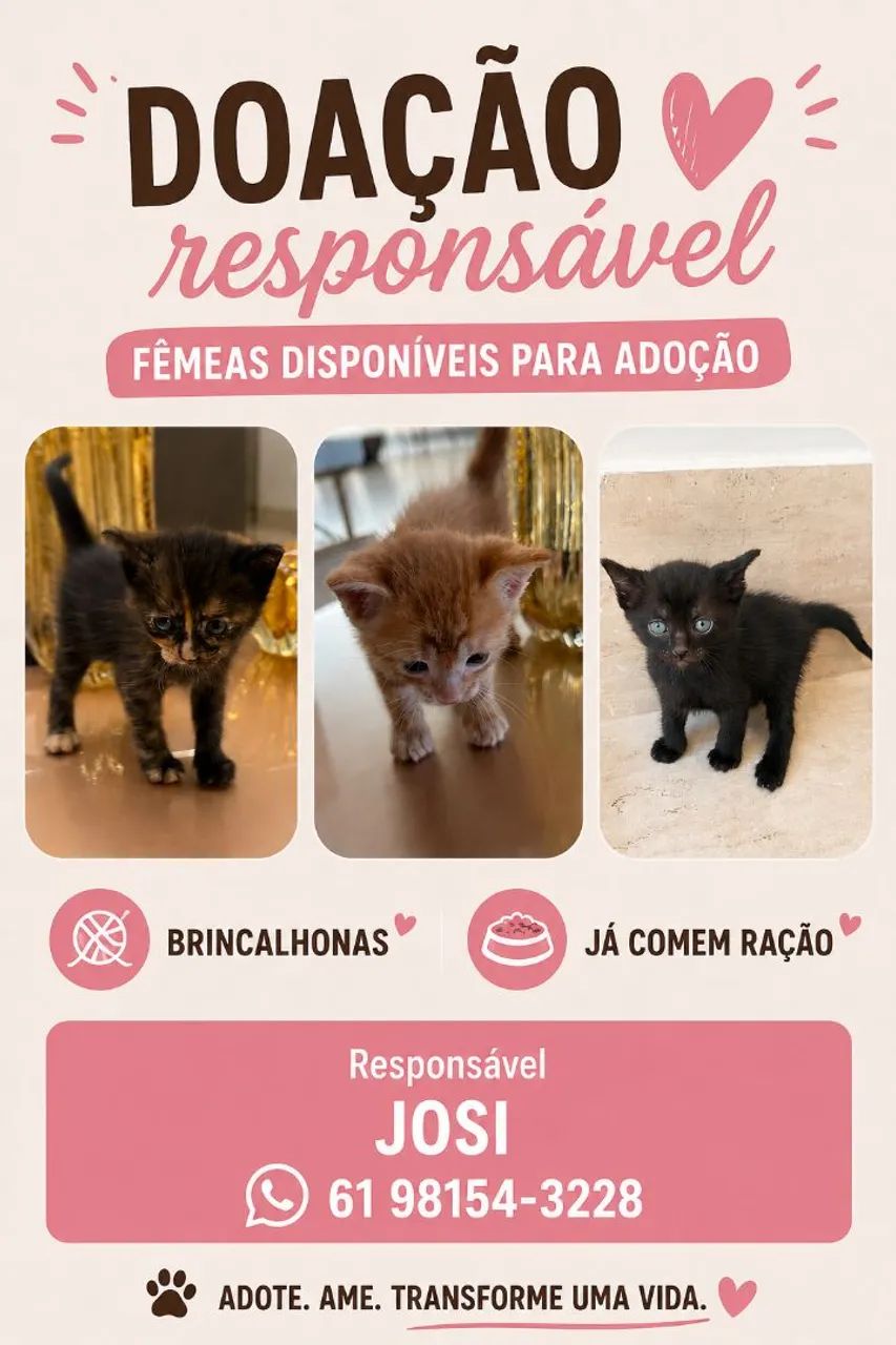 Gatinhas para doação 