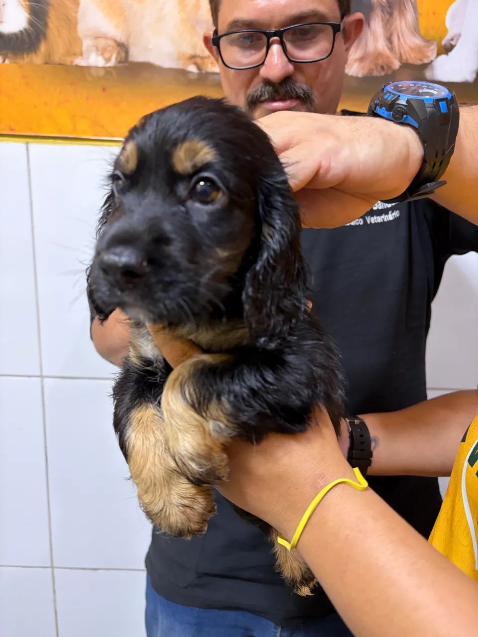 Filhotes Cocker Spaniel - Foto 2