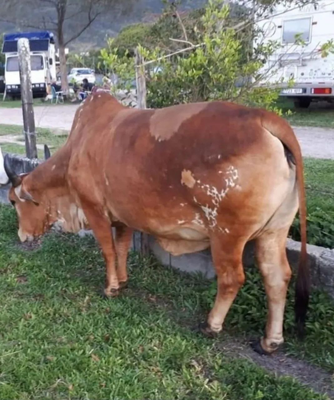 Vaca raça Girl 