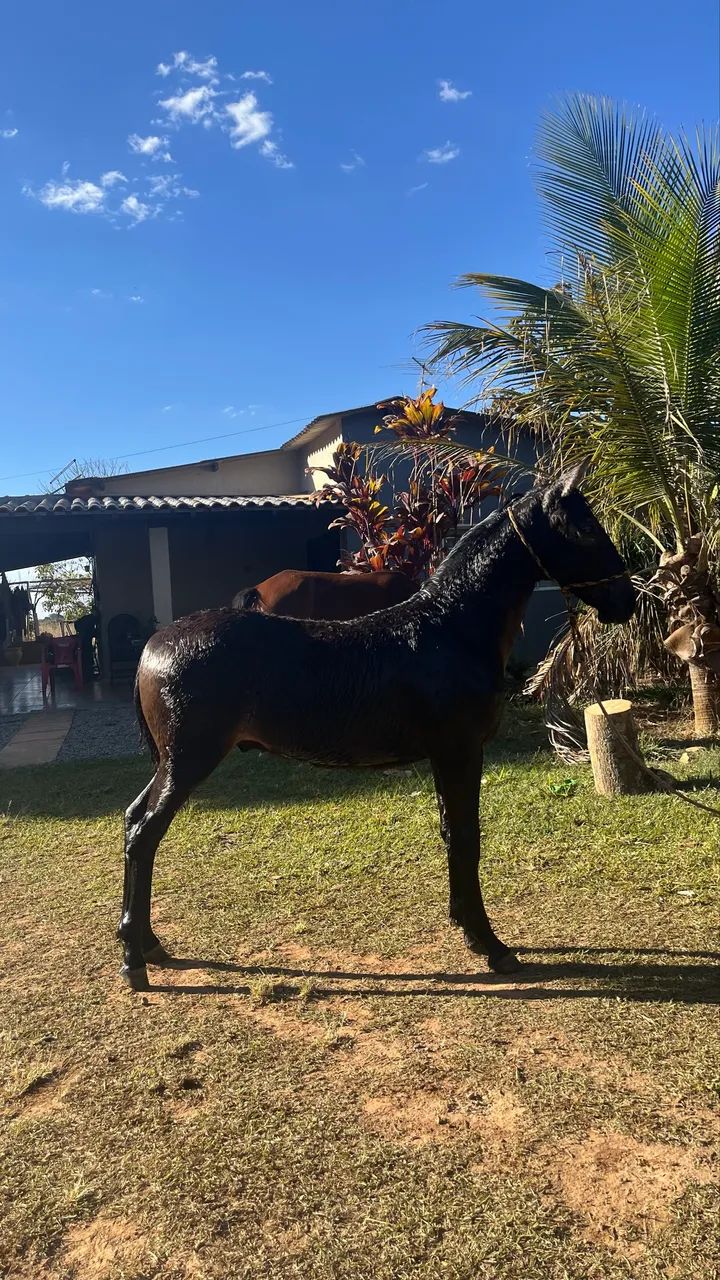 Potro  - Foto 5