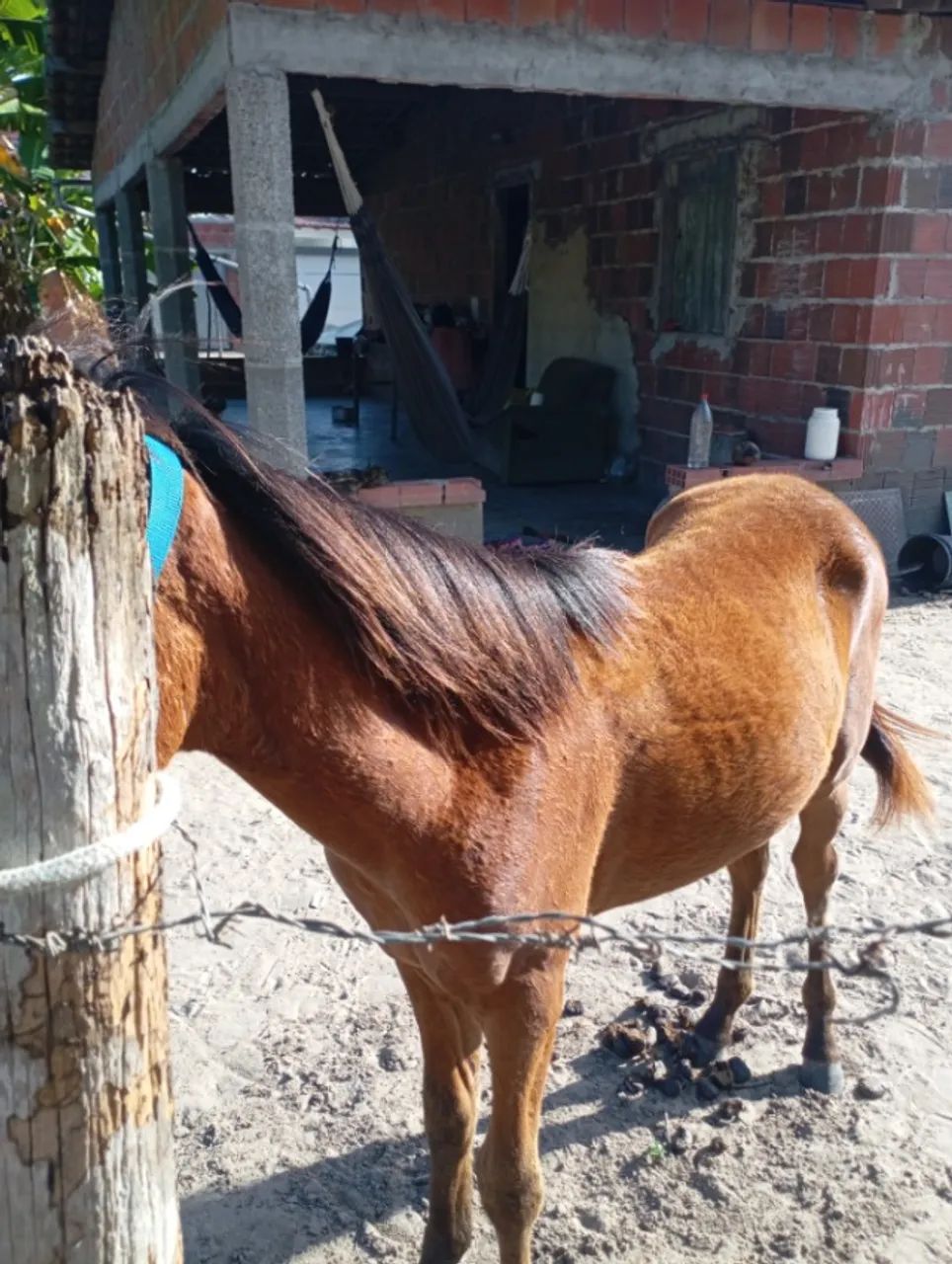 Cavalo  - Foto 5